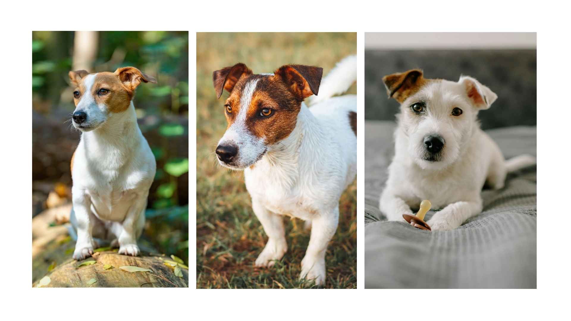 Jack Russell Terrier